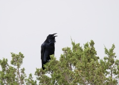 Corvus corax