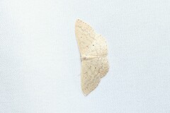 Scopula optivata