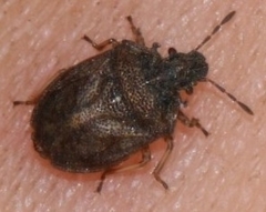 Podops inunctus