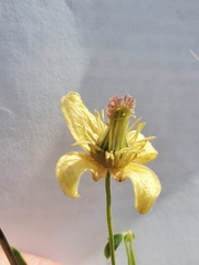 Clematis orientalis