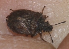 Podops inunctus