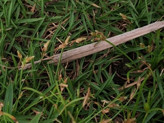 Eleocharis acicularis