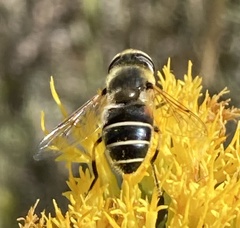 Eristalis hirta