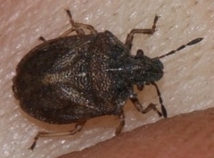 Podops inunctus