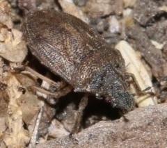 Podops inunctus