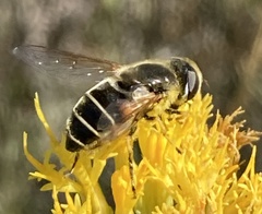 Eristalis hirta
