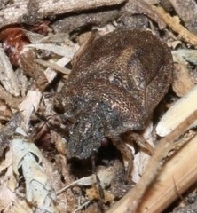 Podops inunctus
