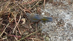 Trochalopteron morrisonianum