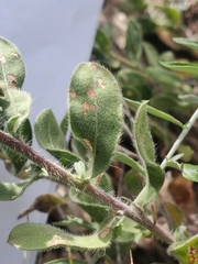 Heterotheca villosa