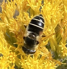 Eristalis hirta