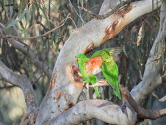 Trichoglossus chlorolepidotus