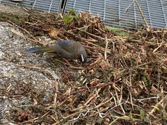 Trochalopteron morrisonianum