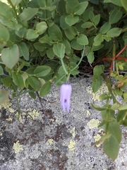 Campanula excisa