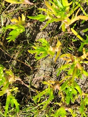 Cotula coronopifolia