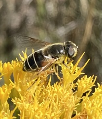 Eristalis hirta