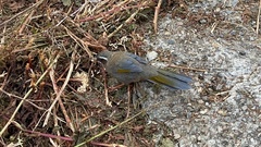 Trochalopteron morrisonianum