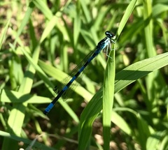 Coenagrion hastulatum