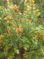 Erica erigena