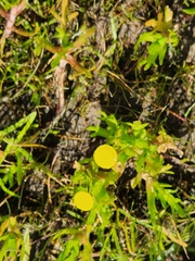 Cotula coronopifolia