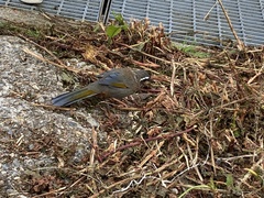 Trochalopteron morrisonianum