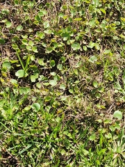 Centella cordifolia