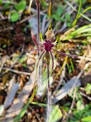 Caladenia parva