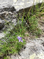 Campanula excisa