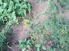 Bupleurum chinense