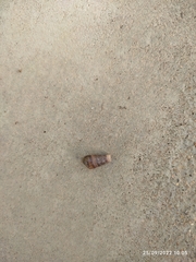 Papillifera papillaris