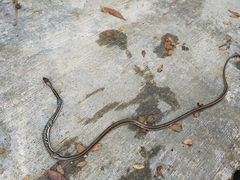 Dendrelaphis pictus
