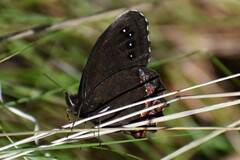 Gyrocheilus patrobas