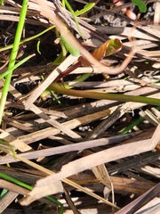 Centella cordifolia