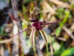 Caladenia parva