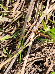 Centella cordifolia