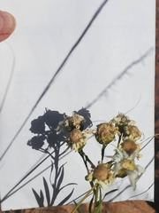 Solidago ptarmicoides