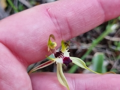 Caladenia parva