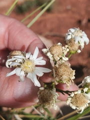 Solidago ptarmicoides