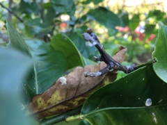 Cryptolaemus
