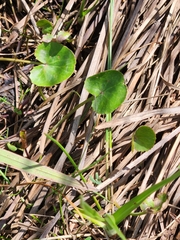 Centella cordifolia