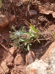 Hymenopappus filifolius