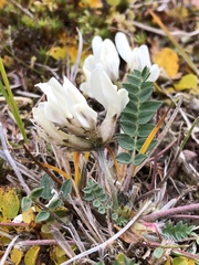 Oxytropis sordida