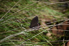 Gyrocheilus patrobas