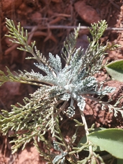 Hymenopappus filifolius