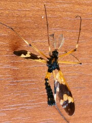 Pselliophora bifascipennis