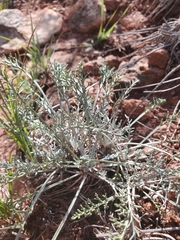 Hymenopappus filifolius