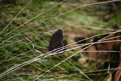 Gyrocheilus patrobas