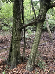 Carpinus betulus