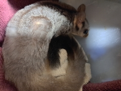 Petaurus norfolcensis