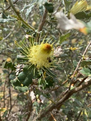 Banksia