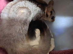 Petaurus norfolcensis